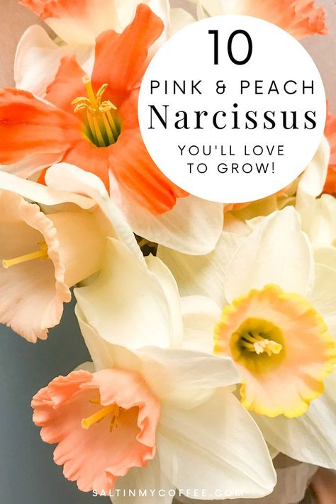 Pink Narcissus, Coffee Blog, Natural Parenting, Greenhouse Gardening, My Coffee, Easy Garden, Growing Herbs, Natural Home, Cut Flowers