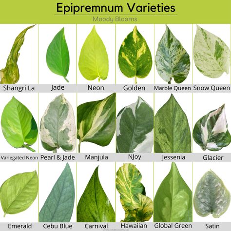 Several Pothos varieties exist and we are going to review each one. Pothos are one of the most popular houseplants. This is due to their low maintenance and beauty. Perfect for beginner plant parents. These hardy plants feature green leaves splashed and marbled in shades of yellow, cream, or white. Plant Leaf Identification, Leaf Identification, Epipremnum Pinnatum, Plant Goals, Household Plants, Plant Care Houseplant, Pothos Plant, Variegated Plants, Plant Decor Indoor