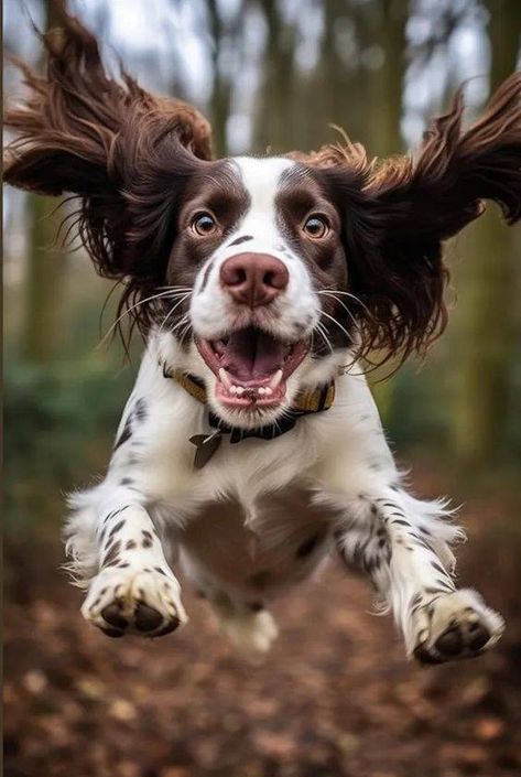 English Springer Spaniel World | Best Photo🥰 | Facebook Working Springer Spaniel, English Cocker Spaniel Puppies, Springer Dog, English Springer Spaniel Puppy, Springer Spaniel Puppies, Puppy Photography, Photo Facebook, Springer Spaniels, Cocker Spaniel Puppies