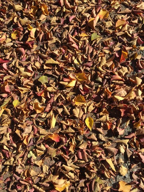 Crunchy autumn leaves! Crunchy Aesthetic, Crane Wives, Crunchy Leaves, Drawing Inspo, Dnd Characters, How To Dry Basil, Autumn Leaves, Herbs, Nature