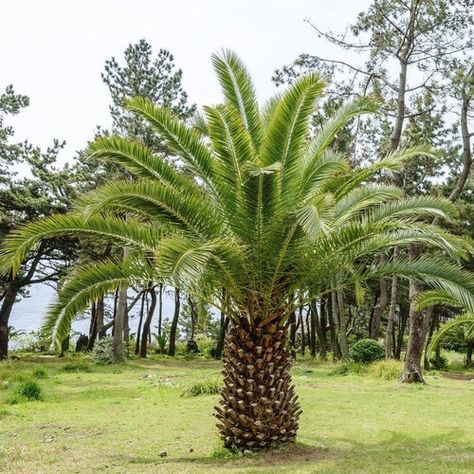 Terebinth Tree, Canary Island Date Palm, Larch Tree, Balcony Flowers, Date Palm, Bottle Tree, Tree Seeds, Deciduous Trees, Tropical Landscaping