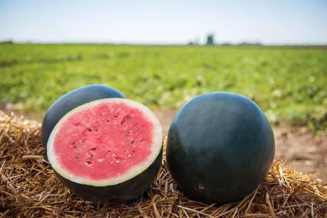 Black Diamond Watermelon, Types Of Watermelon, Watermelon Varieties, How To Grow Watermelon, Watermelon Plant, Cucumber Beetles, Green Watermelon, Handmade Planter, Watermelon Seeds