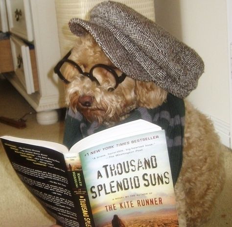 And this ostentatiously literary dog. | The 24 Most Pretentious Things Ever Hipster Animals, Hipster Dog, Make Funny Faces, Hipster Cat, Dog Quotes, Funny Faces, Dog Clothes, Puppy Love, Funny Dogs