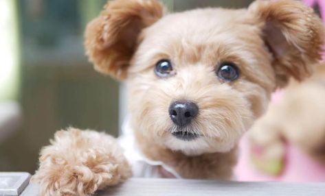 Top 25 Cutest Poodle Mixes #poodlemix #doodles #poodle Tiny Toy Poodle, Poodle Grooming, Designer Dogs, Hybrid Dogs, Yorkie Poo, Animal Advocacy, Companion Dog, Miniature Poodle, Poodle Mix