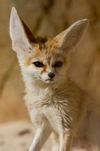 Fennec Fox Reference, Fenec Foxes, Fennec Fox Pet, Cute Fennec, Tattoo Nature, Animals Tattoo, Desert Fox, Fennec Fox, Pet Fox