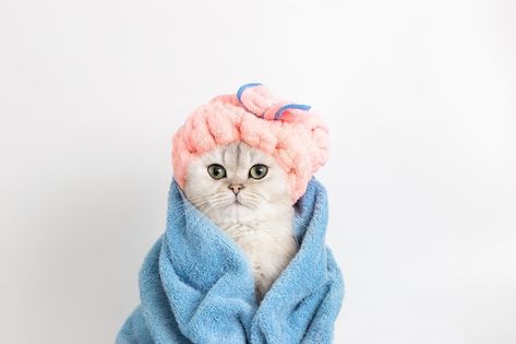 Photo funny wet white cat after bathing ... | Premium Photo #Freepik #photo #cat-bath #cat-grooming #white-cat #funny-cat Pet Photography Poses, Cat Bathing, Cat Towel, Photo Funny, Photo Cat, Cat Bath, Wet Cat, Pet Photography, Blue Towels