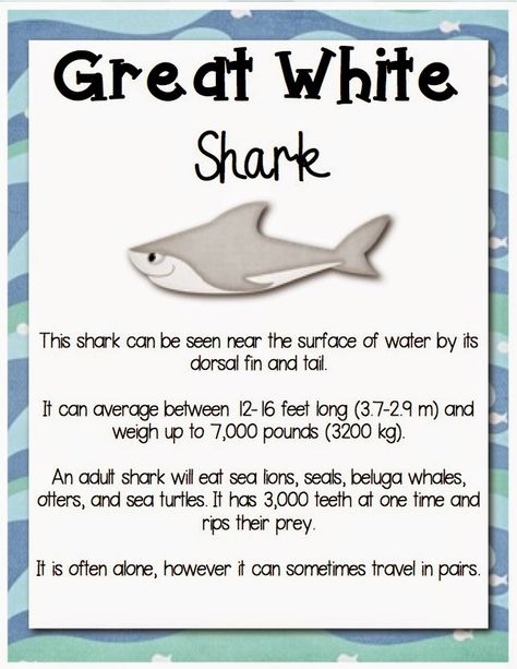 Shark Project, Fun Facts About Sharks, Shark Information, Ocean Lesson Plans, Box Activities, Daycare Lesson Plans, Animal Report, Teaching Creative Writing, Shark Facts