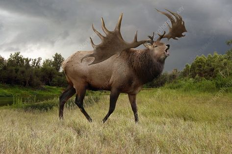 Irish elk, illustration - Stock Image - C036/6801 - Science Photo Library Elk Illustration, Megaloceros Giganteus, Irish Elk, Prehistoric Wildlife, Prehistoric World, Deer Family, Science Photos, Extinct Animals, Prehistoric Animals