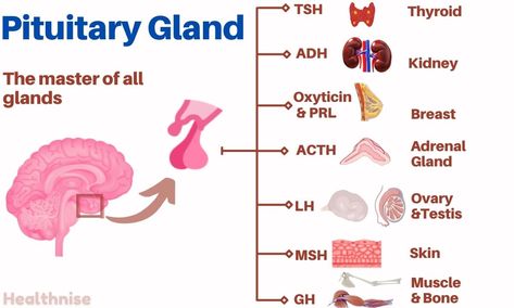 Pituitary gland is also known as Hypophysis. The pituitary gland is a small pea-sized gland that is situated in the ... Read morePituitary Gland – Its Hormones, functions, and disorders The post Pituitary Gland – Its Hormones, functions, and disorders appeared first on Healthnise.com. Exocrine System, Glands Anatomy, Pituitary Gland Disorders, Hypothalamus Gland, Exocrine Gland, Anterior Pituitary, Estrogen Hormone, Medical Lab, Mammary Gland