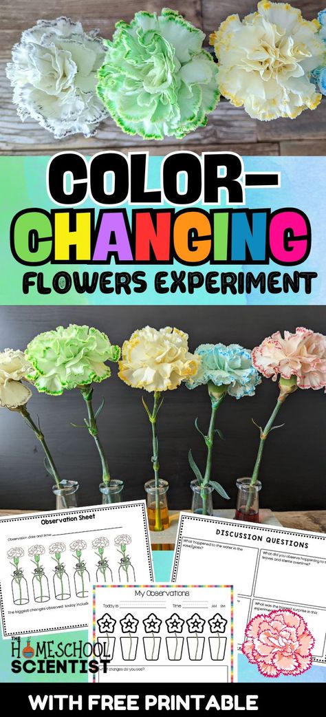 This color changing flowers experiment is a favorite and ideal for a preschool science activity and a lesson on capillary action in plants for elementary, middle, and high school students. Includes a printable with two levels of observation sheets. Flower Changing Color Science Project, Color Changing Flowers Science Project, Color Changing Flowers, Flower Science, Capillary Action, Water Experiments, High School Teen, Preschool Science Activities, Science Games