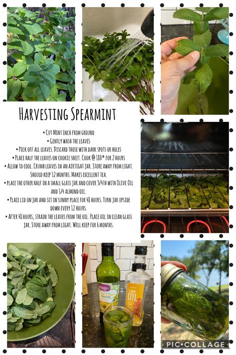 Growing Spearmint, Spearmint Plant, Spearmint Tincture, Spearmint Uses, Spearmint Recipes, Diy Extracts, Herbal Witch, Medicinal Wild Plants, Herb Garden Pallet