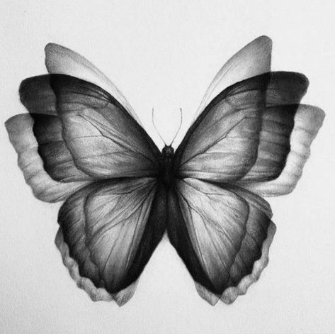 Nabi Tattoo, Monarch Butterfly Tattoo Black And White, Butterfly Tattoo Black, Realistic Butterfly Tattoo, 3d Tattoos, Tattoo Style Drawings, Tattoo Black, Butterfly Drawing, Dream Tattoos