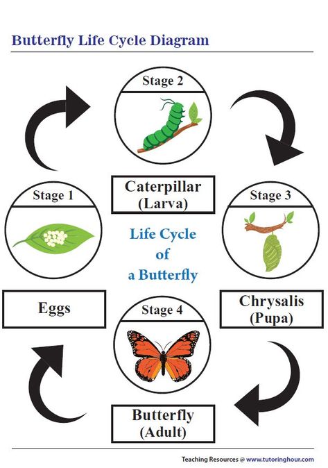 Life Cycle of a Butterfly Chart Butterfly Diagram, Cycle Pic, Cycle Of Butterfly, Life Cycle Worksheet, Life Cycle Of A Butterfly, Cycle Of A Butterfly, Butterfly Chrysalis, May Crafts, Classroom Rules Poster