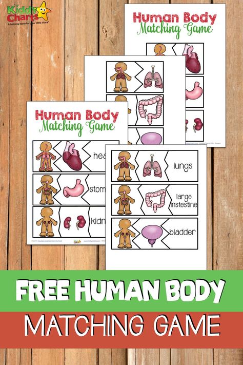 Introducing the human body system and organs is not so easy for the younger learners. Our human body matching game printable is a fun activity that also gives education to children. Your students will love playing this fun educational game. When kids are having fun they accidentaly learn. Enjoy some science learning with your kids this week! Human Body Activities For Kids, Human Body System, Human Body Printables, Human Body Unit Study, Ladybug Life Cycle, Free Human Body, Body Preschool, Human Body Activities, Science Kids