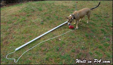 DIY Flirt Pole -I think I will try smaller diameter pvc next time so it is more flexible. The dog loved it. Flirt Pole For Dogs, Dog Tether, Excellent Health, Puppy Development, Puppy Ideas, Dogs Diy Projects, Scooby Snacks, Dog Tricks, Diy Dog Toys