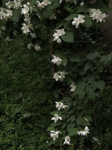 White Dark Green Aesthetic, Dark Green White Aesthetic, Dark Green Flowers Aesthetic, Dark Green And White Aesthetic, Fav Wallpaper, Reseda Green, Sage Green Flowers, Flowers Dark, Prom Outfit