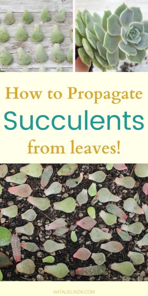 How To Propagate Succulents, Propagate Succulents From Leaves, Propagate Succulents, How To Water Succulents, Succulent Leaves, Baby Succulents, Succulent Garden Diy, Propagating Succulents, Succulent Soil