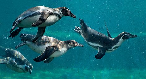 Humboldt Penguins Zoo Photography, Humboldt Penguin, Penguin Pictures, Chester Zoo, Penguin Love, Friends Photo, Show Video, Cute Penguins, Animals Of The World