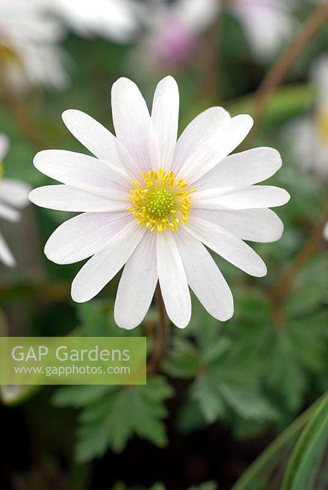 Anemone blanda 'White Splendour' - Greek Windflower Anemone Blanda White Splendour, Anemone Blanda, Museum Garden, Plant Photography, Cool Plants, Anemone, Gap, Plants, Flowers