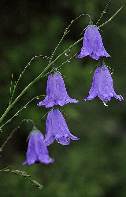 Harebells after rain (Campanula rotundifolia) by Chris Sharratt After Rain, Water Droplets, Exotic Flowers, Flower Beauty, Flowers Nature, Beautiful Blooms, Flower Pictures, Love Flowers, Amazing Flowers