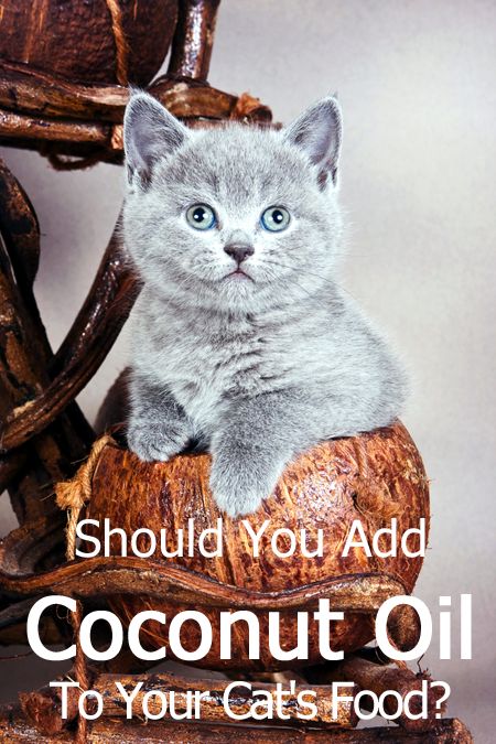 Should You Add Coconut Oil To Your Cat's Food? Article by TheCatSite.com #TCS #cat#cats #kittten #kittens #catfood#catsandkittens #coconut #coconutoil#coconutoiluses #coconutoilsecrets#catsofinstagram Coconut Oil For Cats, Coconut Rough, Cats Poses, Training Cats, Kittens Care, Cats Health, Kitty Care, Chin Acne, Cat Behaviour