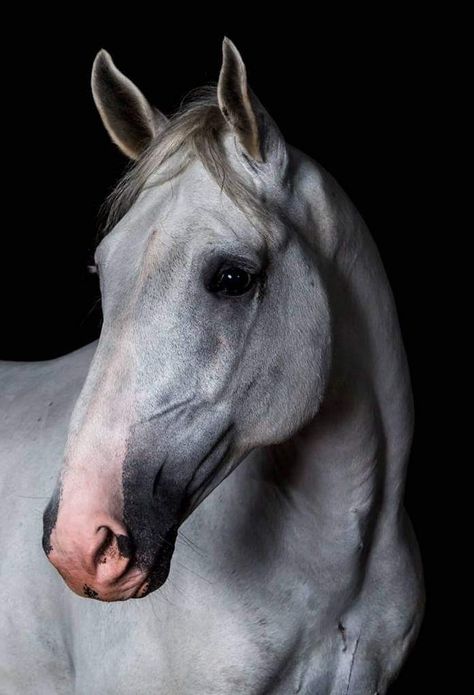 Lippizan Horse, Horse Land, Horses Aesthetic, Lippizaner, Jae Lee, Marwari Horses, Wild Animals Photography, Horse Aesthetic, Grey Horse