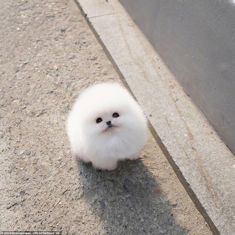 Tiny Pomeranian dog becomes an online sensation Cute Tiny Dogs, White Pomeranian Puppies, Spitz Pomeranian, Cute Fluffy Dogs, Teacup Pomeranian, Very Cute Puppies, Cute Pomeranian, Cute Animals Puppies, Very Cute Dogs