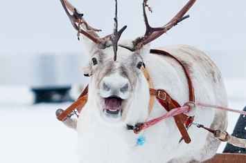 Which Of Santa’s Reindeer Are You Based On Your Zodiac Sign? Reindeer Facts, Reindeer Photo, Baby Reindeer, Santa And Reindeer, Do You Really, Animal Quotes, Funny Animal Pictures, Animal Photo, Cuteness Overload