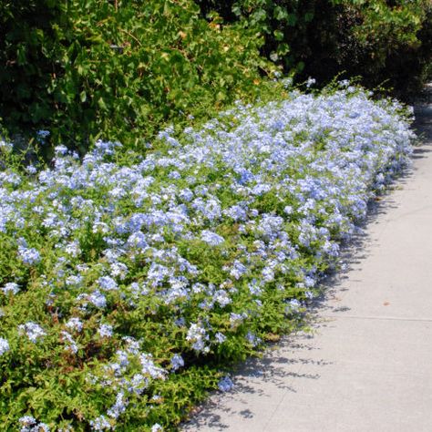 Plumbago Plant, Drought Landscaping, Cape Plumbago, Trees For Front Yard, Waterwise Garden, Front Landscaping, Garden Planner, Backyard Paradise, Front Lawn