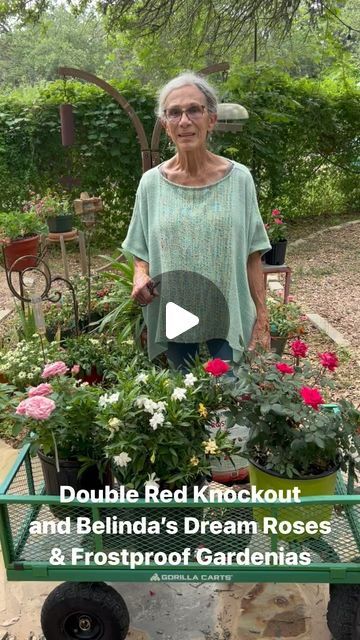 Solstice Outdoors: Gardens on Instagram: "Double Red Knockout and Belinda’s Dream roses are great color and aroma options if your garden is protected from marauding deer.  If not, Frostproof Gardenias are beautiful, fragrant, and deer resistant.  #knockoutroses #belindasdream #frostproofgardenia #solsticeoutdoors" Double Knockout Roses, Knockout Roses, Deer, Roses, Plants, Red, On Instagram, Color, Instagram