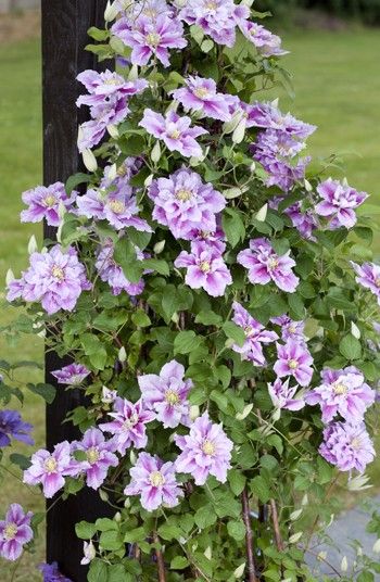 Clematis - Piilu Clematis Piilu, Telephone Pole, Clematis Plants, Hanging Herbs, Clematis Vine, Garden Vines, Backup Camera, Trees And Shrubs, Flowers Nature