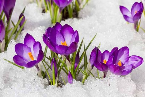 The dainty yet tenacious crocus is known for cheerily pushing up through late-winter lawns and gardens, often just when it seemed that spring would never come. But even crocuses have their limits. What happens if freezing temperatures hit just after the flowers bloom? Find out now. #crocus #gardening #gardenerspath Snow Drawing, Spring Crocus, Wedding Flowers Tulips, Crocus Bulbs, Tulip Wedding, Crocus Flower, Stargazer Lily, Winter Wedding Flowers, Winter Plants