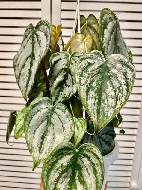 Philodendron Brandtianum, Plant Wishlist, Dark House, Garden Idea, Inside Plants, Trailing Plants, Hanging Plant, Hanging Basket, Short Trip