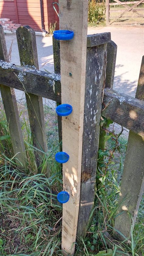 Butterfly and Bee feeding station. Add sugar water solution - 2 parts sugar to 1 part water Bee Watering Station, Water Station, Potager Garden, Feeding Station, Water Solutions, Garden Help, Pollinator Garden, Forest School, Favorite Flowers