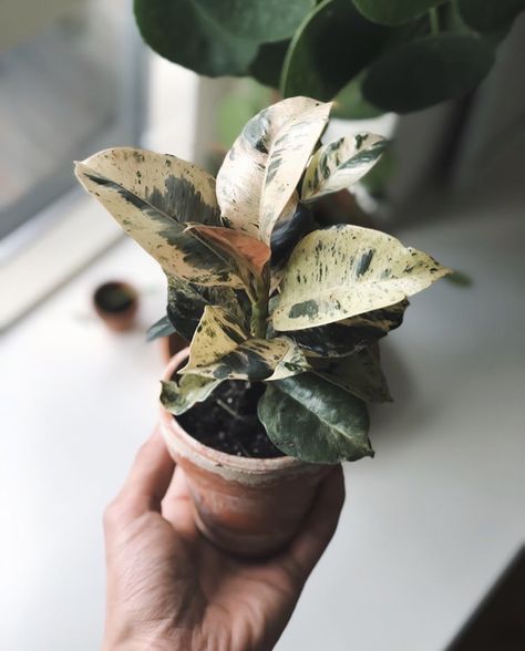 Plant Goals, Plants Are Friends, Ficus Elastica, Rubber Plant, Indoor Gardens, Variegated Plants, Pretty Plants, Rare Plants, Cool Plants