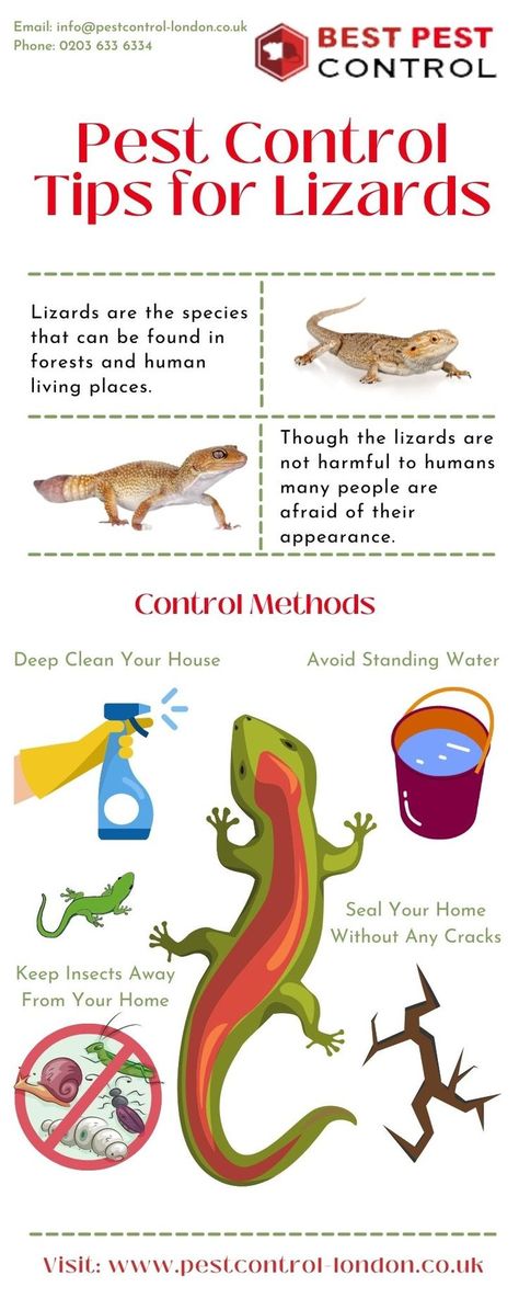 Home Lizard, Lizard Types, Clean Your House, Best Pest Control, Animal Groups, Pest Control Services, Animal Species, Best Places To Live, Plant Mom