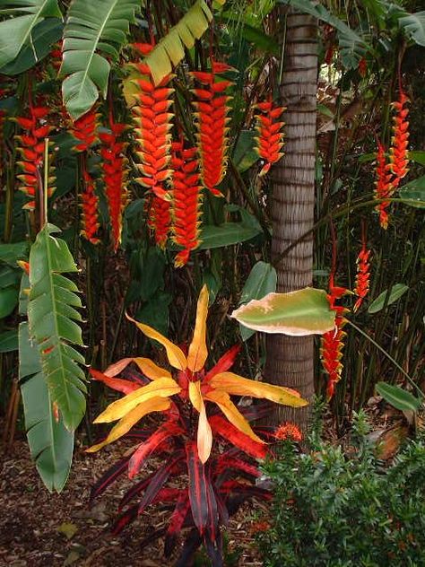 The amazing flowers and bracts of Heliconia rostrata behind a Croton cultivar in a lush Hawaiian garden. Hawaiian Gardens, Bali Garden, Balinese Garden, Tropical Garden Design, Bali Hai, Tropical Backyard, Container Gardening Flowers, Shangri La, Tropical Landscaping