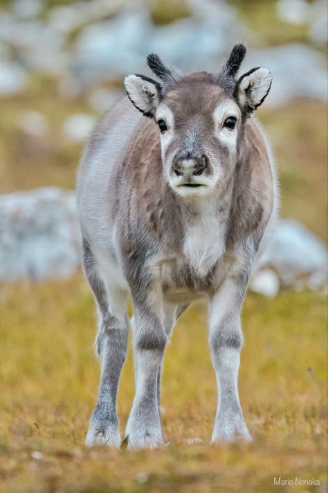 Rangifer tarandus platyrhynchus: A subspecies of small caribou found on Norway’s Svalbard archipelago. Deer Cosplay, Caribou Animal, Musk Deer, Svalbard Reindeer, Minecraft Oc, Norway Country, Funny Creatures, Animal Studies, Warrior Cats Fan Art