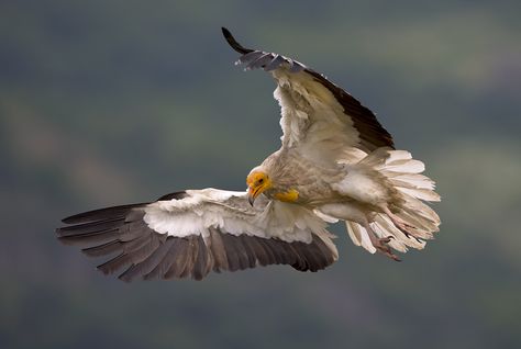 Egyptian vulture by https://www.deviantart.com/bogdanboev on @DeviantArt Vulture Marvel, Egyptian Vulture, Neutral Nature, Bird Quotes, Vulture Culture, Creature Artwork, Feather Wings, Bird Wallpaper, Animal Sketches