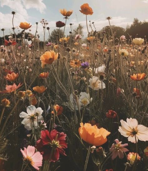 Macie Aesthetic, Cuddle Tattoo, Lysandra Aesthetic, Triassic Cuddle, Wild Flower Aesthetic, Wildflowers Aesthetic, Flower Widget, Wildflower Patch, Wildflower Aesthetic