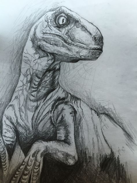 Velociraptor Drawing, Jurassic Park Velociraptor, Dino Drawing, Dinosaur Sketch, Prismacolor Art, Dinosaur Images, Dinosaur Drawing, Dinosaur Art, 웃긴 사진