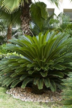 Cycus revoluta "Sego Palm" Zone 8 H:5-10 S:3-6ft. Sego Palm, Palm Springs Garden, Sago Palm Tree, Lakeside Garden, Desert Backyard, Palm Trees Landscaping, Monrovia Plants, Palm Garden, Sago Palm