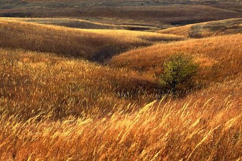 : Tallgrass Prairie, Flint Hills, Landscaping Software, Fields Of Gold, Beautiful Sites, Autumn Landscape, Prado, Landscape Photos, Beautiful Landscapes