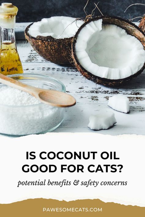 Is coconut oil good for cats? We discuss the benefits of coconut oil for feline health issues and whether it is safe for cats. Coconut Oil For Cats, Benefits Of Coconut, Liquid Paraffin, Living With Cats, Benefits Of Coconut Oil, Senior Cat, Flaxseed Oil, Brain Activities, Cat Behavior