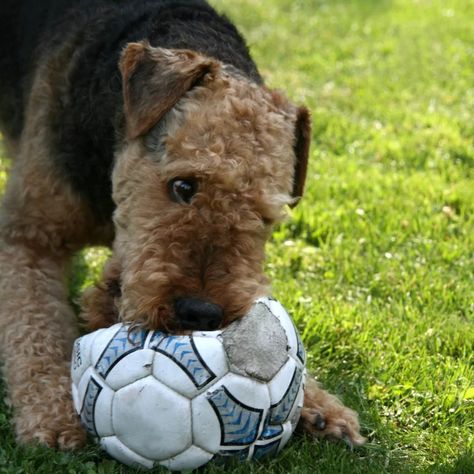 Airedale Puppy, Airedale Dogs, Airedale Terriers, Welsh Terrier, Dog Quilts, Airedale Terrier, Gandalf, Dog Health, Calm Down