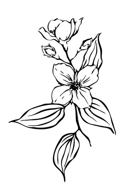 Jasmine flowers Hand drawn botanical illustration. Black and white outline ink drawing. Botanical Illustration Black And White, Black And White Outline, Illustration Black And White, Jasmine Flowers, Jasmine Flower, Drawing Drawing, Drawing Ink, Ink Illustrations, Flower Images