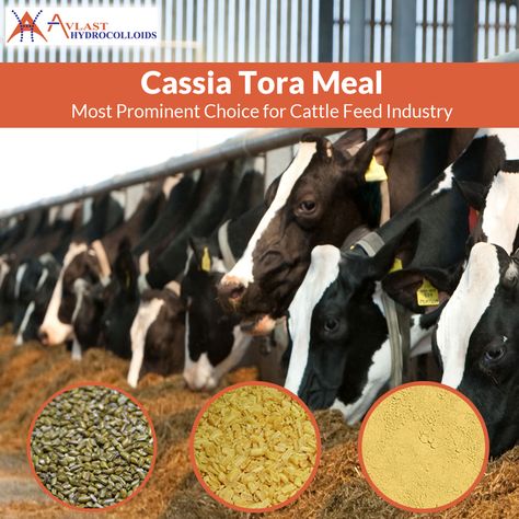 #CassiaToraMeal is the most prominent choice for the cattle feed industry as food for animals due to presence of high protein content. Visit our website to know more. Cattle Feed, Ahmedabad, High Protein, Goats, Gum, Animals