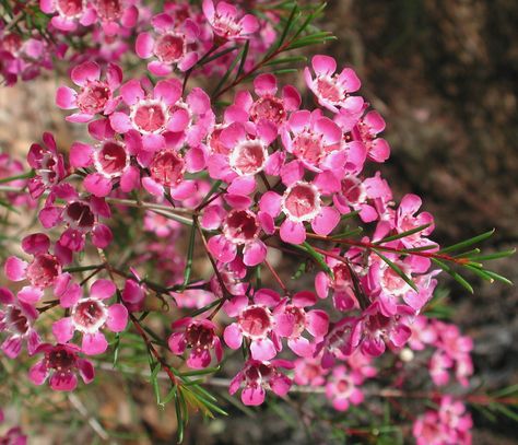 Chamelaucium uncinatum October Flowers In Season, Australian Trees, October Flowers, Flower Gallery, Wax Flower, Australian Flowers, Native Australians, Australian Plants, Australian Native Plants