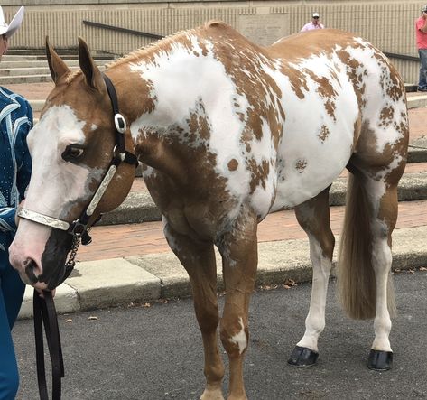 Check out this amazing Flashy and Safe Paint Paint for sale in Ohio, Ohio USA! Pretty Horse Coats, Paint Horses For Sale, Miniature Horse Tack, Kiger Mustang, Pinto Horses, Highland Pony, Owning A Horse, Horse Crazy Girl, Irish Sport Horse