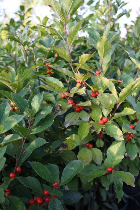 Five Native Berry-Producing Trees and Shrubs for Birds — Ontario Native Plant Nursery | Container Grown | (705)466-6290 Plant Nursery, All About Plants, Flower Farm, Trees And Shrubs, Native Plants, Nativity, Ontario, Berry, Trees